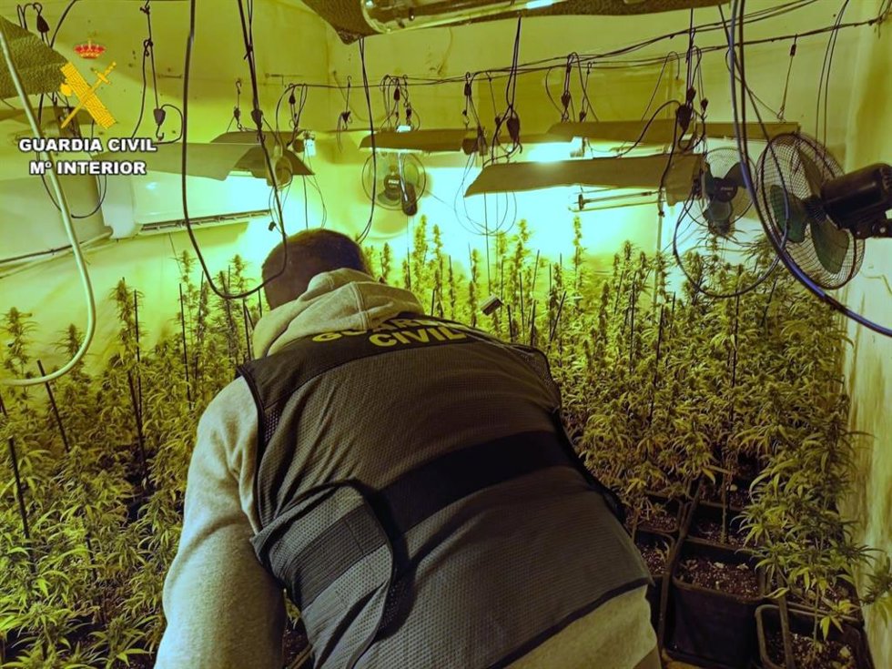 Operación de la Guardia Civil en el desmantelamiento de una plantación de marihuana