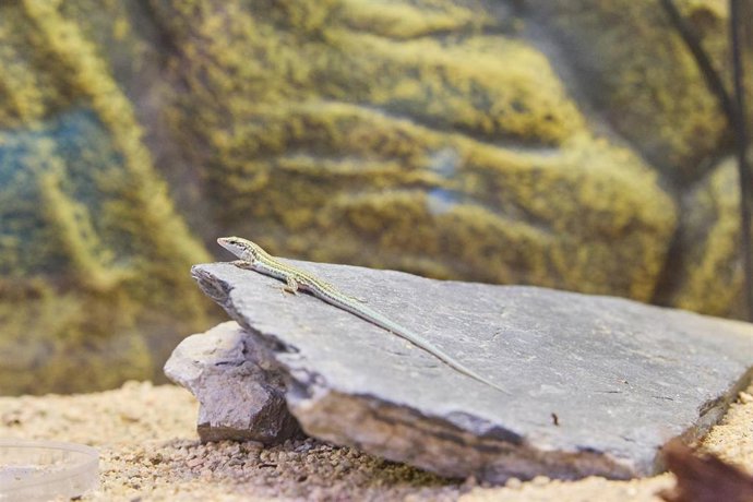 Un ejemplar de lagartija pitiusa.