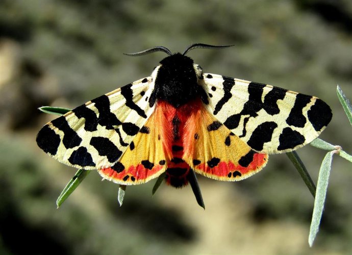 Especie de polilla Arctia tigrina