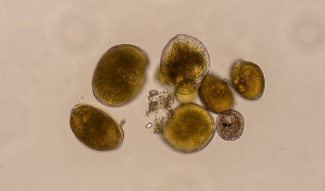 notibrasil sociedade