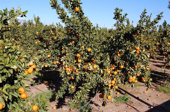La Unió alerta de una oleada de robos de cítricos en la Plana Baixa