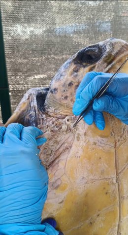 Uno de los animales silvestres rescatados por el servicio de Fuerteventura