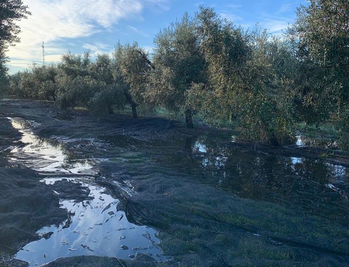Asaja avisa que las lluvias están retrasando la recolección de aceituna y mermando la cosecha en la provincia de Córdoba.