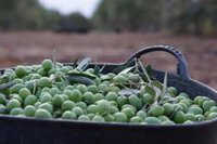 El Consejo de IGP Aceituna Manzanilla y Gordal de Sevilla critica el acuerdo de Mercosur como "riesgo" para el sector