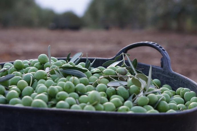 Imagen de una recolecta de aceitunas.