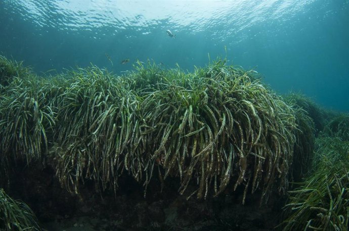 Archivo - Imagen de una posidonia oceánica.