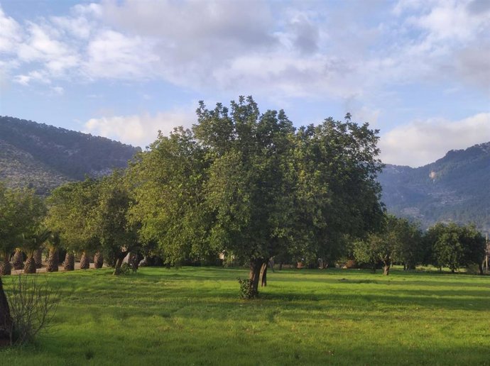 Una parcela de campo en Baleares.