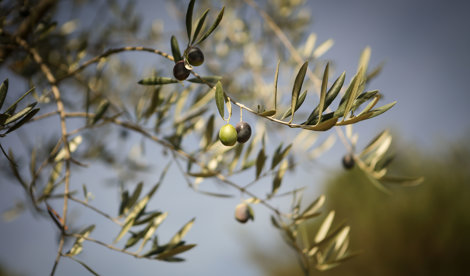 EpAgro - Unión Europea