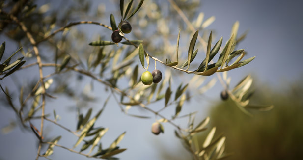 EpAgro - Unión Europea