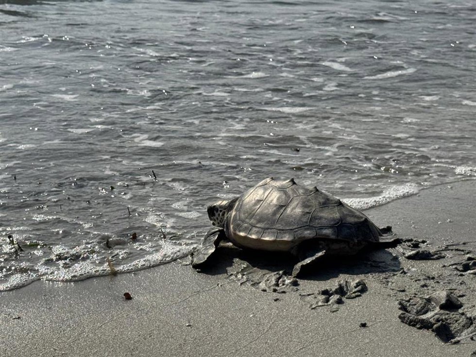 La tortuga Quelone se adentra en el mar tras ser liberada en la playa del Varadero de Santa Pola (Alicante)