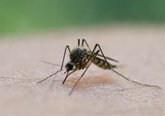 Foto: La sed de sangre humana de los mosquitos aumenta a medida que empeora la pérdida de biodiversidad