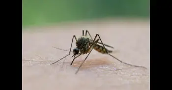 La sed de sangre humana de los mosquitos aumenta a medida que empeora la pérdida de biodiversidad