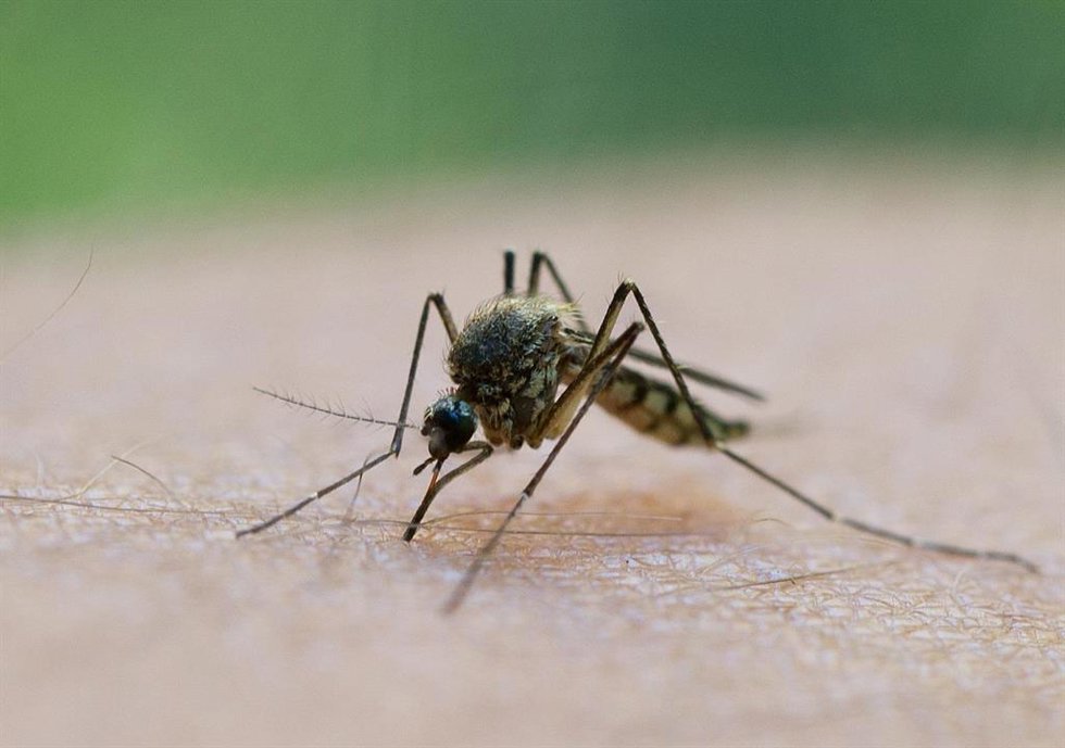 Archivo - Mosquito 