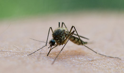 notibrasil sociedade