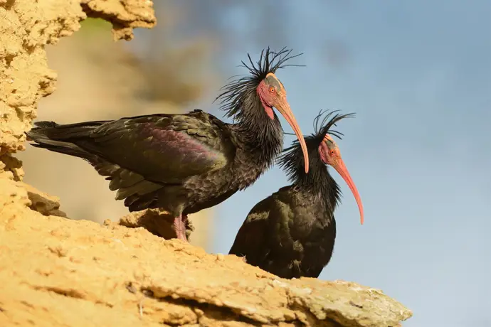 Dos ejemplares de ibis eremitas en libertad