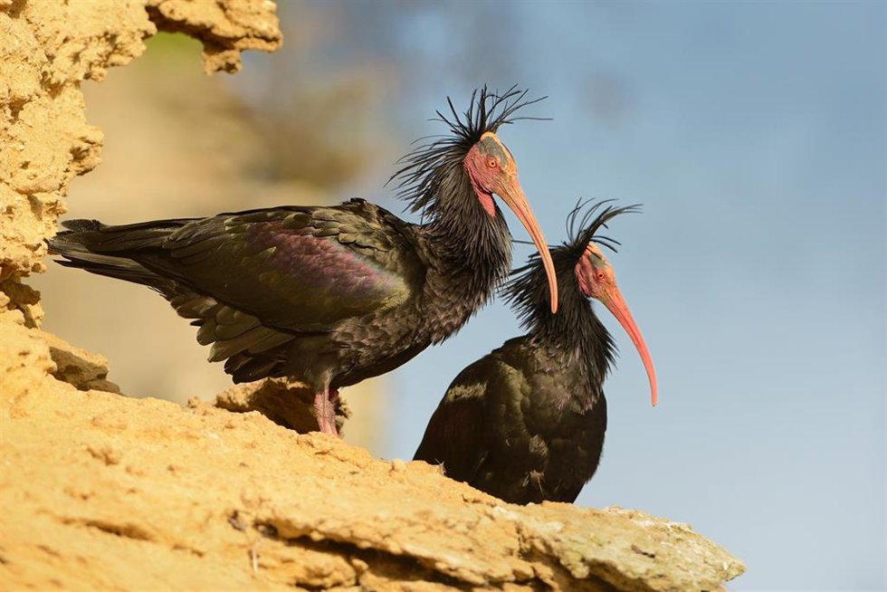 Dos ejemplares de ibis eremitas en libertad