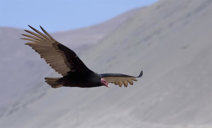 Archivo - Investigadores revelan el "impacto real" de la energía eólica sobre la fauna en Sudamérica