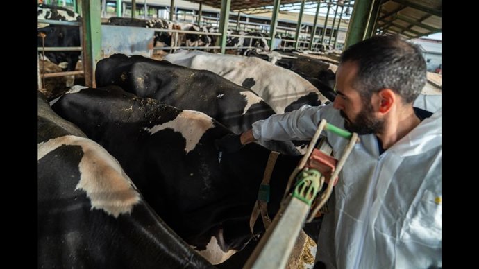 Una explotació ramadera afectada per la DNC