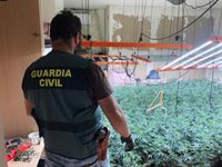 Intervenidas 1.509 plantas de marihuana en una operación contra el fraude eléctrico en Deifontes (Granada)
