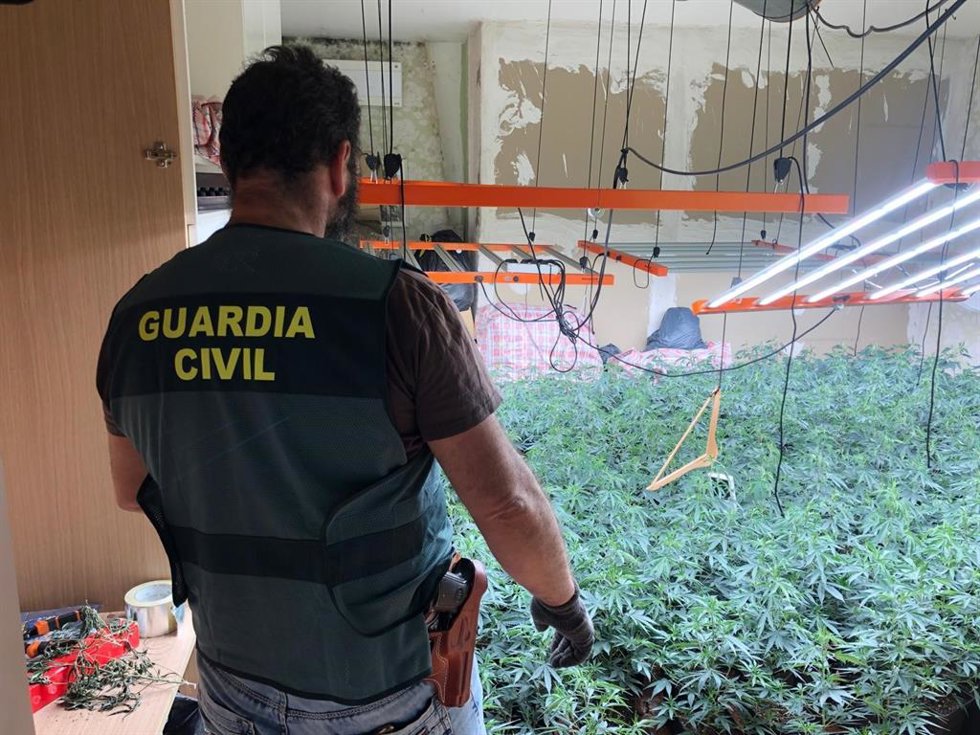 Agente de la Guardia Civil ante una plantación de marihuana en la operación contra la defraudación de fluido eléctrico en Deifontes (Granada)