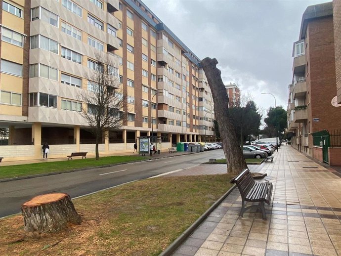 Tala de pinos en Joaquín Velasco Martín.