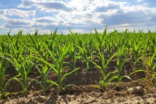 Imagen de recurso de un campo de cultivo.
