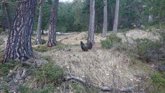 Foto: La supervivencia del urogallo pirenaico pasa por gestionar su hábitat, pero también sus depredadores, según estudio