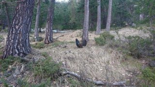 La supervivencia del urogallo pirenaico pasa por gestionar su hábitat, pero también sus depredadores, según estudio.