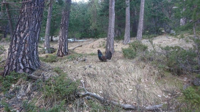 La supervivencia del urogallo pirenaico pasa por gestionar su hábitat, pero también sus depredadores, según estudio.
