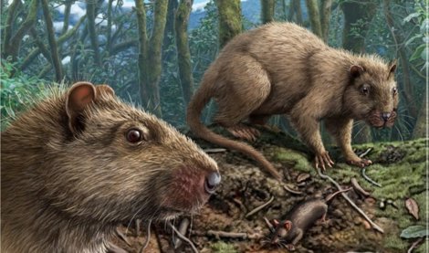 notibrasil sociedade