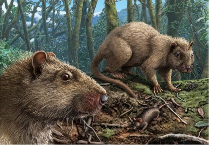 Recriação do rato gigante das Canárias, que habitou o arquipélago até o século IV a.C.