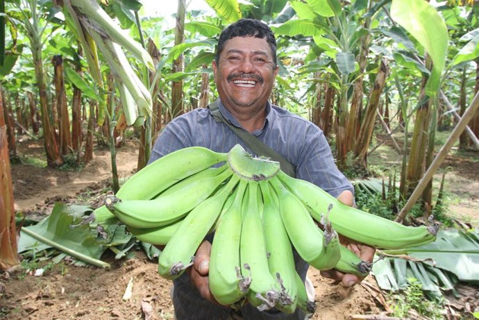 Perú.- Midagri: Argentina será el primer destino del banano peruano en 2026