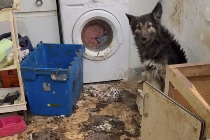 Imagen del perro rescatado por la Policía Local de Cartagena