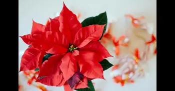 Qué hacer con tu flor de pascua cuando se le caen las hojas: cómo cuidarla para que dure todo el año
