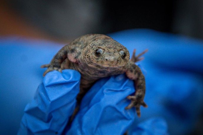 Archivo - La Fundación Oceanogràfic cierra 2025 con 42 publicaciones científicas y más de 400 animales reintroducidos a su medio natural