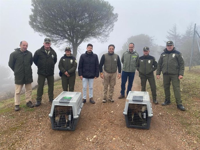 Suelta de dos ejemplares de buitre leonado (Gyps fulvus)  en Aroche (Huelva).