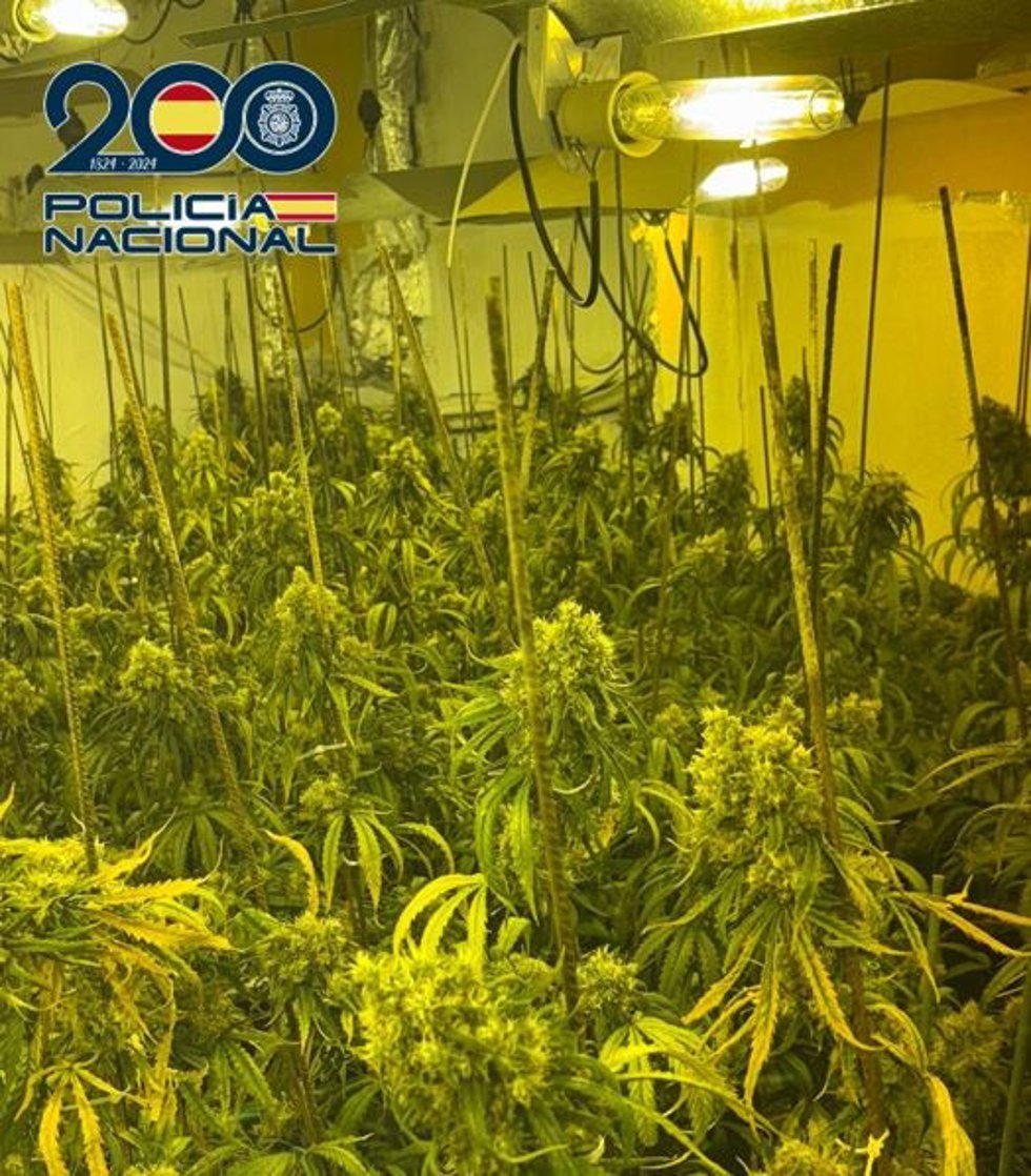 Plantación de marihuana.