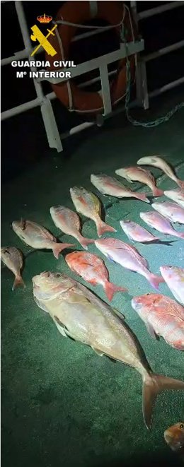 Pescado incautado por Guardia Civil