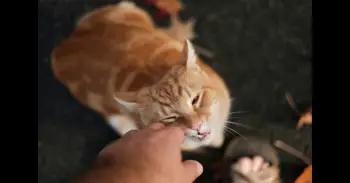 Por qué tu gato puede morderte cuando lo acaricias (y no tiene que ver con el odio)