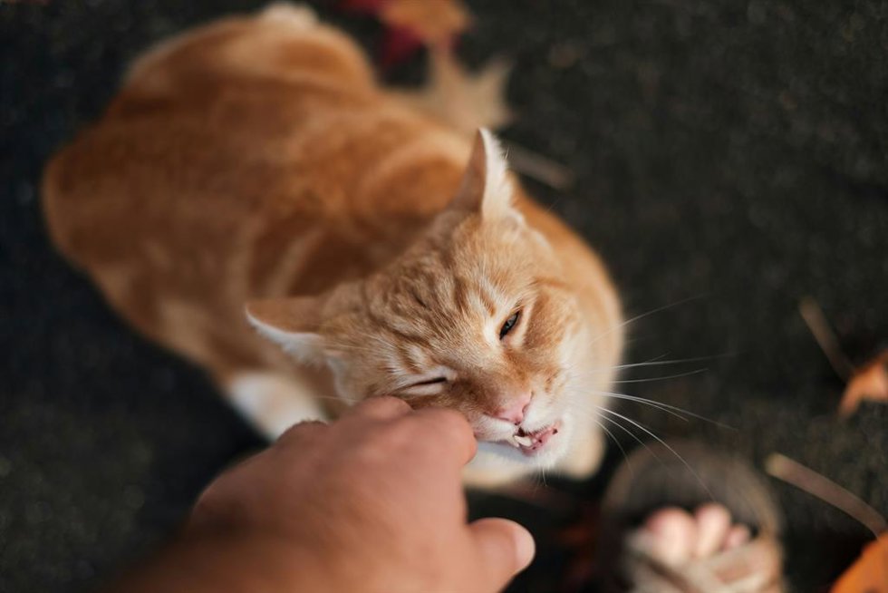 ¿Por Qué Me Muerde Mi Gato Cuando Lo Acaricio?