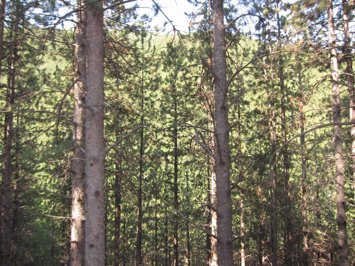 Archivo - Árboles, Bosque 