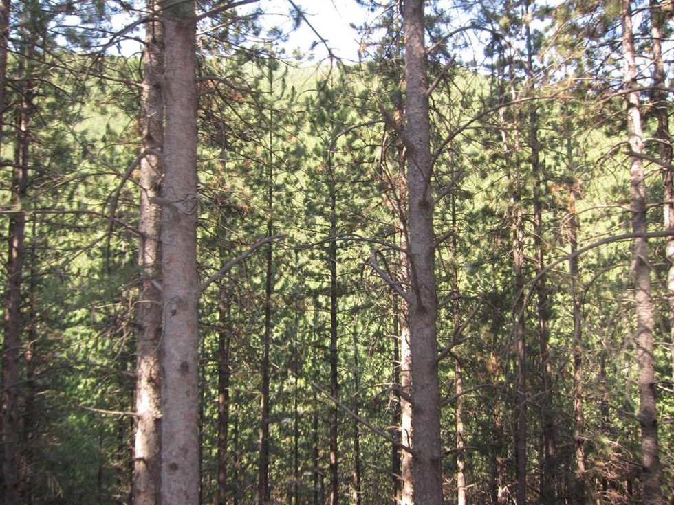 Archivo - Árboles, Bosque