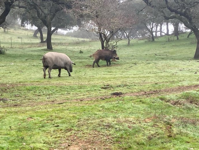 Un cerdo y un jabalí.