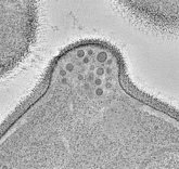 Foto: Un estudio identifica el nanomensajero que mantiene las células en funcionamiento