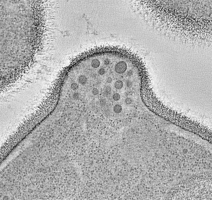 Fragmento de la grabación de la exocitosis.