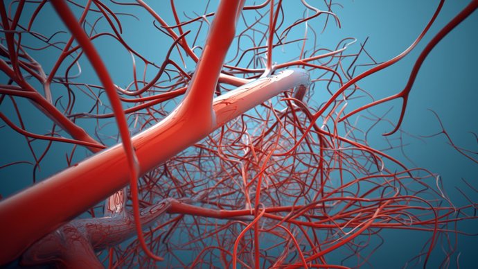 Archivo - Imagen de recurso sistema vascular.