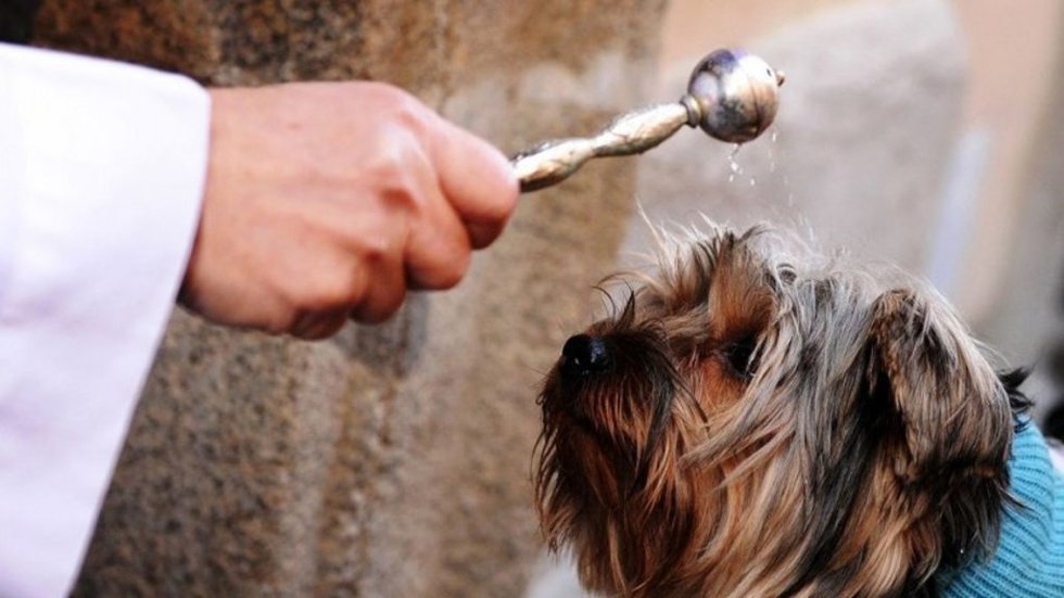Bendición de una mascota por San Antón en Asturias.