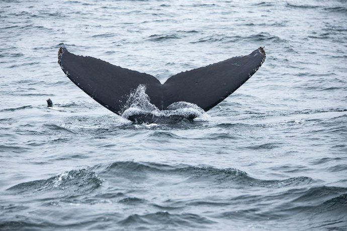 Archivo - June 17, 2023, Monterey, CA, United States of America: A whales tail pops out of Monterey Bay as it starts to dive.