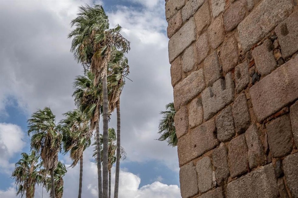 Archivo - Varias palmeras se mueven por el viento en Mérida