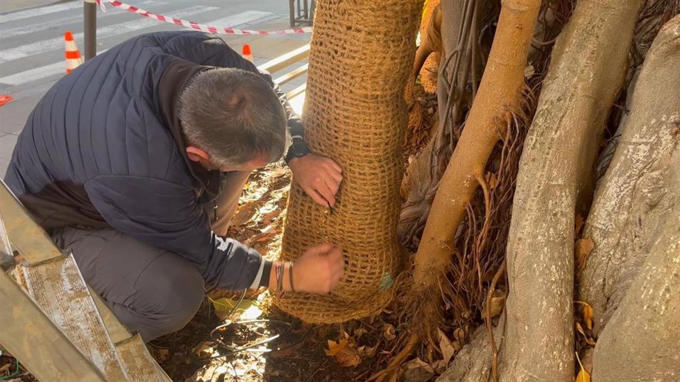 Trabajos en ficus en Sevilla